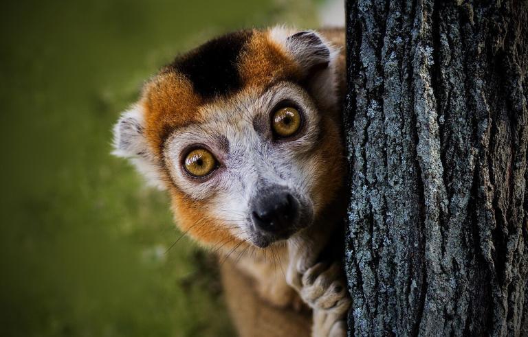 lemur, curious, halfaap